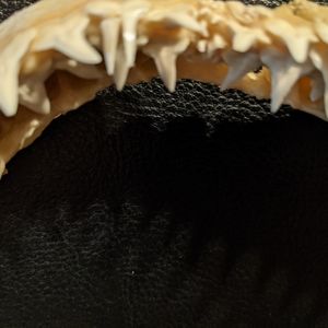Shark Teeth